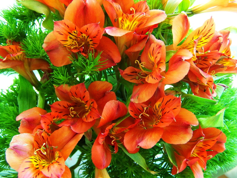 2K, day, flowering plant, close-up, freshness, flower, petal, bouquet, growth, flower bouquet, beauty in nature, vulnerability, bunch of flowers, fragility