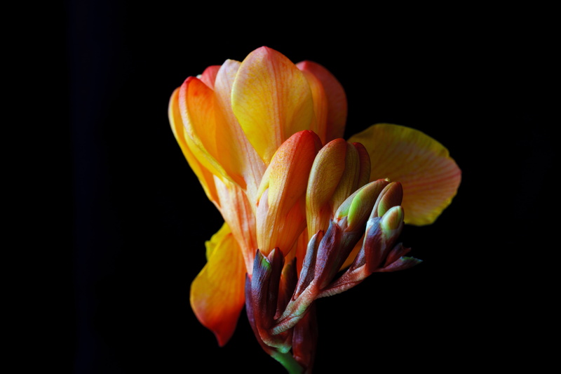 close, 5K, spring, beauty in nature, schnittblume, nature, freshness, tulip, growth, sia, multi colored, softness, plant, inflorescence, orange color