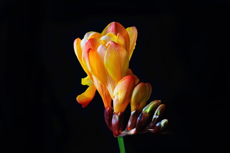 colorful, sia, spring, plant, black background, flowering plant, freshness, beauty in nature, blossom, close, close-up, yellow sia, flower head, nature