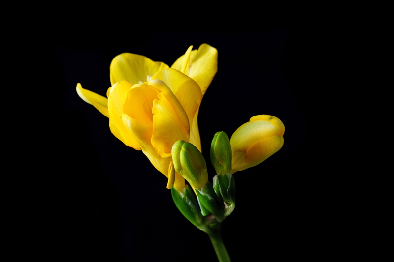freshness, indoors, black background, sia, colorful, close-up, blossom, tulip, flowering plant, flower head, springtime, beauty in nature, yellow sia, bloom