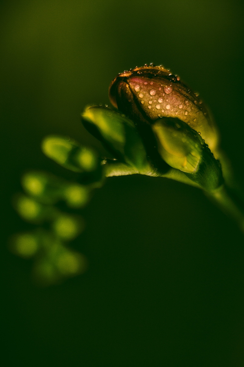 flowering plant, drop, selective focus, blossom, summer flowers, vulnerability, nature, freshness, botany, 4K, studio shot, beauty in nature, sepal, bud