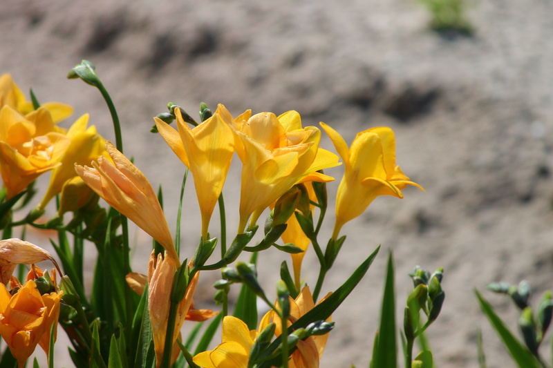 flowering plant, floral decorations, photo, no people, springtime, flowers, blossom, summer, beauty in nature, sia, plant, orange, flowerbed, inflorescence