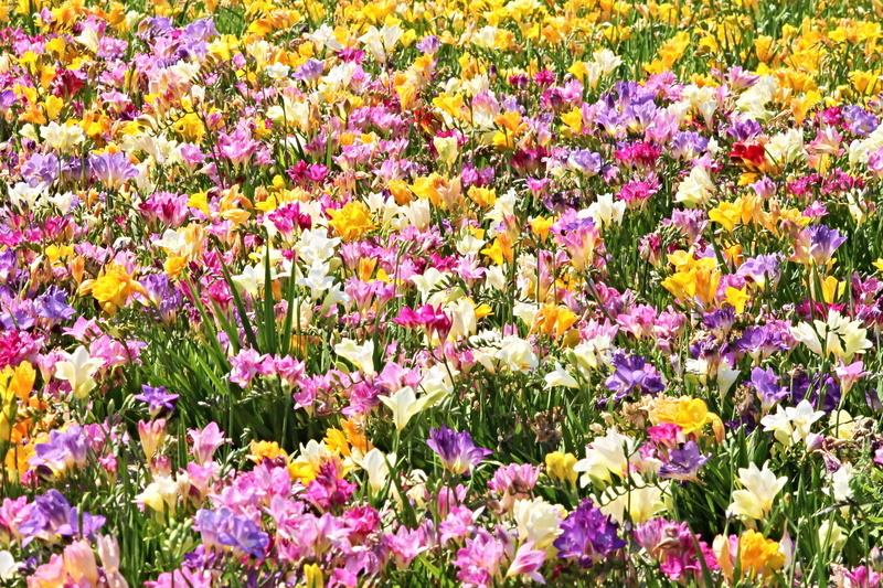 outdoors, blossomed, flowerbed, holland, colorful, blütenmeer, growth, sea of flowers, cut flowers, field, plant, flowers, bloom, day, backgrounds, freshness