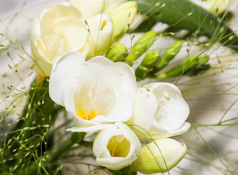 growth, sia, floristry, schwertliliengewaechs, decoration, freshness, table decorations, plant, flowers, iridaceae, schnittblume, focus on foreground, no people
