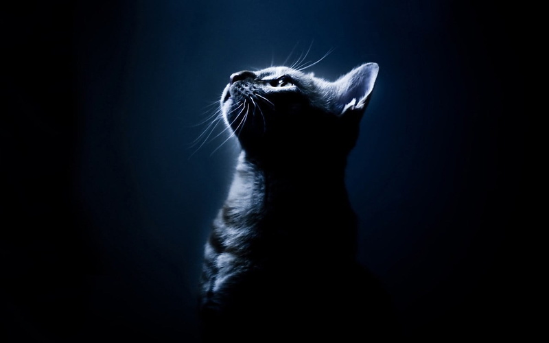 black background, 720P, profile view, domestic animals, animal head, domestic, indoors, feline, animals in the wild, pets, portrait, short, animal, animal body part
