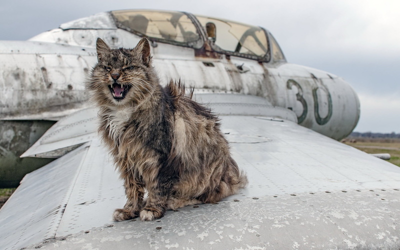 animal, feline, black, animal themes, no people, domestic, wreck, winter, nature, one animal, whisker, snow, pets, aircraft, cold temperature, mammal, mouth open