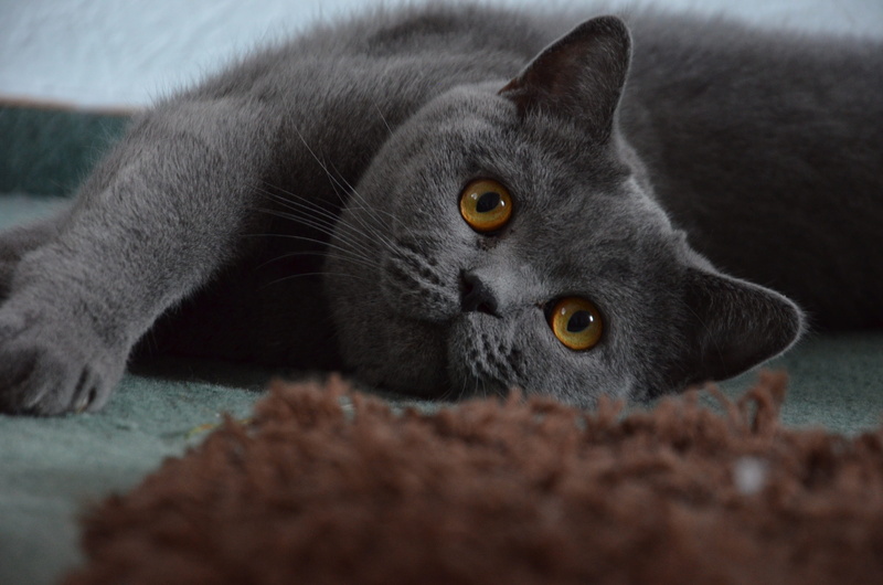feline, british shorthair, indoors, short, british, animal eye, cats eyes, portrait, young cat, one animal, short hair, domestic animals, no people, domestic cat