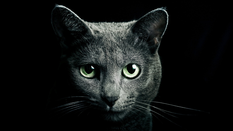 green eyes, whiskers, darkness, cat, black cat, 4K, close up, domestic short haired cat