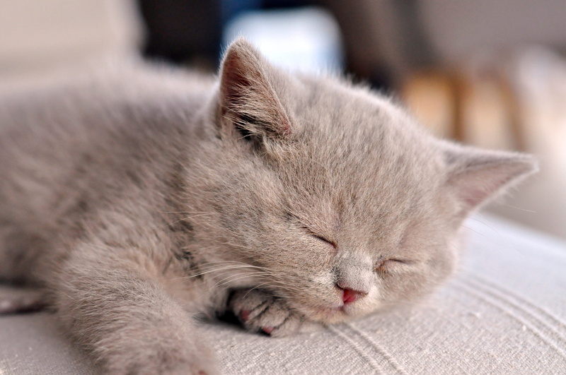 british shorthair, focus on foreground, domestic, napping, 4K, domestic animals, relaxation, domestic cat, cute, mammal, animal head, feline, no people