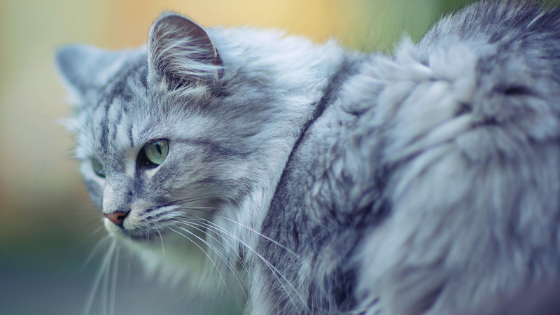 whiskers, sitting, animal eye, gray, tiger cat, pets, tabby, nose, animal hair, portrait, tail, pet, animal themes, curiosity, looking, animal, domestic animal
