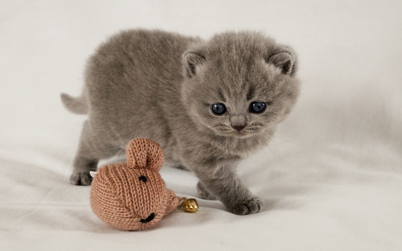 cute, scottish fold cat, fold, kitten, scottish, little, small, 1080P