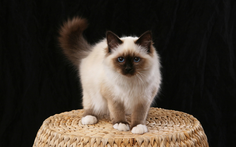 2K, birman cat, cat, fluffy, birman, little, tiny