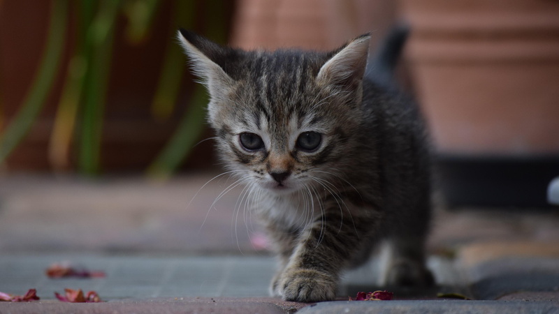 kitty, cats, small, little, kitten, 4K, cat