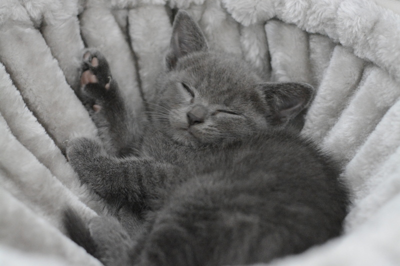 little cat, eyes closed, resting, kitten, domestic, cozy, portrait, sweet, animal, charming, 5K, softness, cat baby, cute, indoors, mieze, whisker, one animal