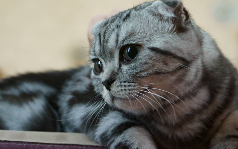 scottish fold cat, kitty, scottish, fold, 1080P, cute, little
