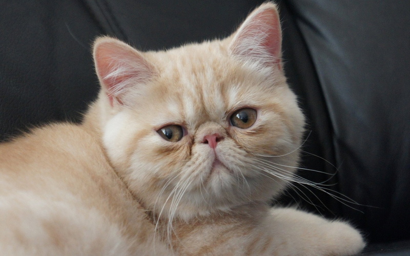 exoic shorthair, orange, cute, shorthair, 1080P, bobtail, small, cat, little, exotic