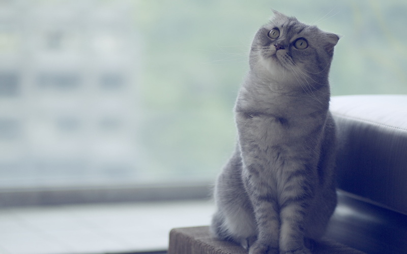 2K, coated, scottish, beautiful, fold, grey, scottish fold cat, little, green eyes, fur, black, cat