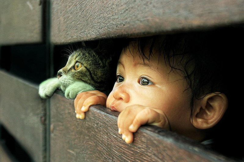 cat, little boy, Photoshop, 1080P