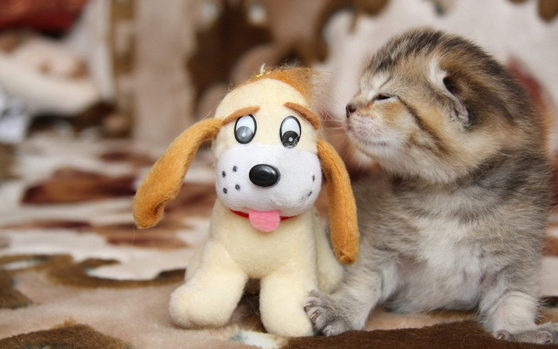 plush, orange, beige, Toy, fur, Cat, kitten, Little, Dog, 720P, short, brown