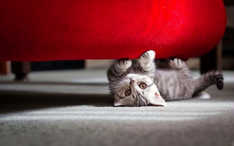 cat, 1080P, cute, cute animals, little