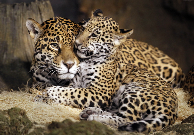 4K, wild, little jaguar, face, young jaguar, cat