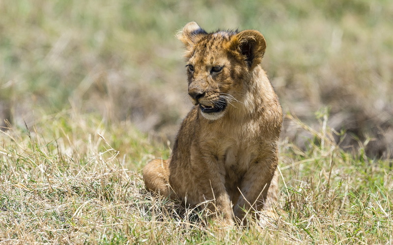 Lion, Big, Little, Cat, Grass, 1080P