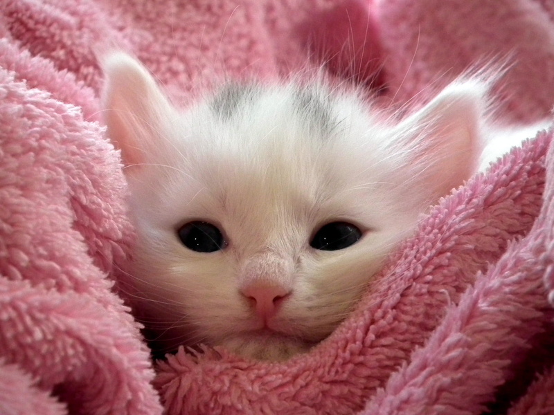 pink, no people, one animal, pets, little, whisker, rodent, domestic animals, bath, closeup, animal, quilt, softness, animal wildlife, cat, domestic, cat eyes