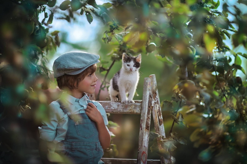 Kitten, Child, Photography, Pet, 1080P, Little Boy, Cat