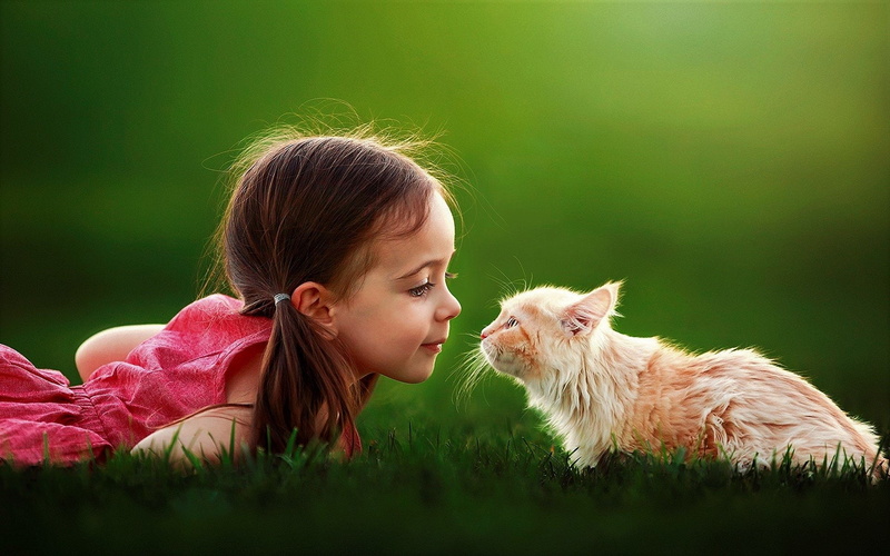 Cat, 1080P, Photography, Child, Little Girl, Cute, Girl, Grass