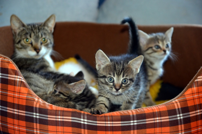 pet, happy, no people, cute, two animals, love, feline, little, 4K, domestic, care, group of animals, young, animal family, child, kitten, domestic Animals