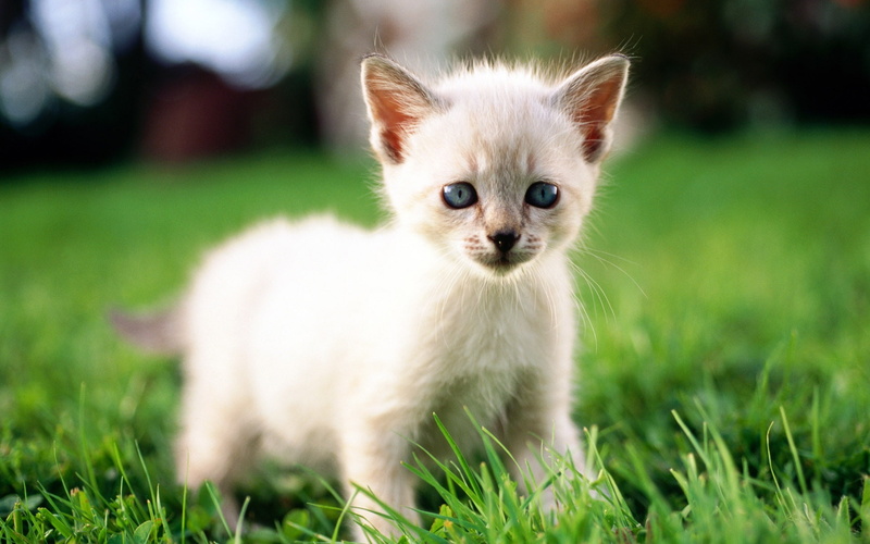 Cute, Cat, White, Little, 1080P