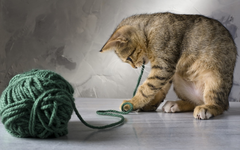 little, 2K, cute, playing, cat