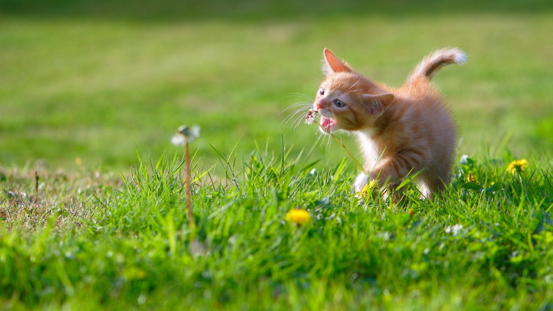 cat, kitten, grassland, wildlife, grass, kitty, 4K, cute