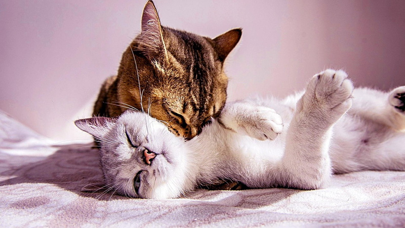 cats, couple, 1080P, kitty, cute