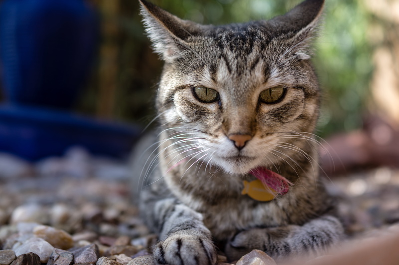 silver tabby, 5K, tabby, Sup, kitten, cute, animal, photo, s, silver, domestic Animals, tabby cat, outdoors, domestic Cat, cat, feline, pets