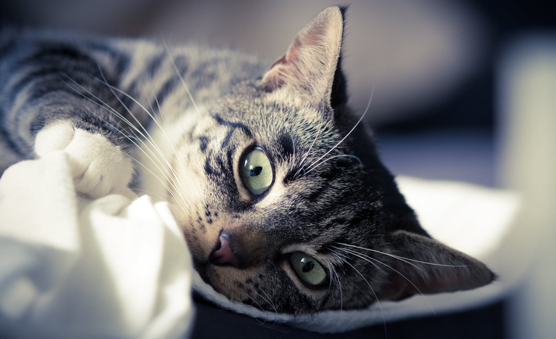 silver, Nelly, cute, cat, katze, mammal, domestic Cat, 1080P, Day off, domestic Animals, silver tabby, animal, tabby, pets, Stuttgart, kitten