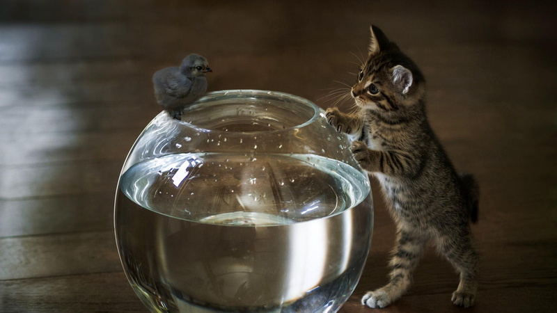 animals, baby bird, catling, cute, cat, 1080P