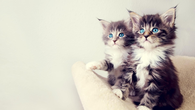 cat eyes, cats, kitten, cat, catling, animals, 1080P, kitty