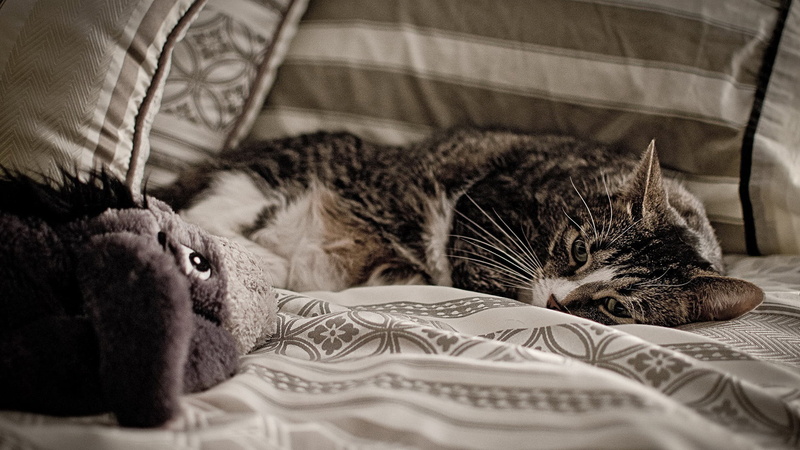 pets, hair, eye, no people, cute, 1080P, eyes, animal head, animals, tabby, cozy, domestic cat, striped, domestic animal, shorthair, curious, look, face