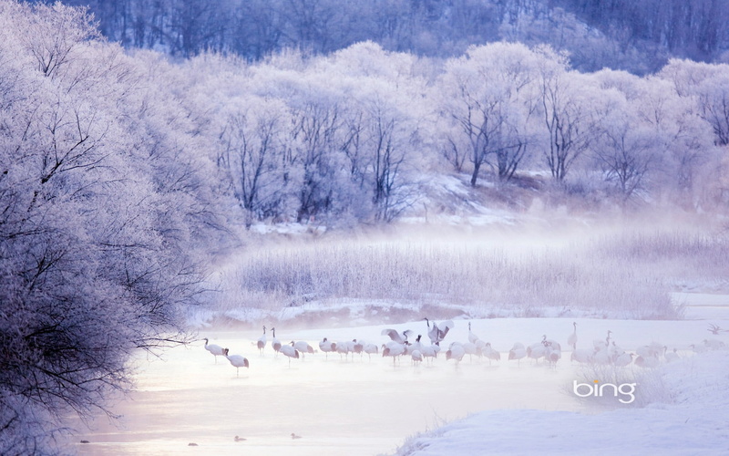 no people, tree, 1080P, plant, cold temperature, nature, non-urban scene, scenics - nature, frozen, winter, red, crowned, tranquility, crane, beauty in nature