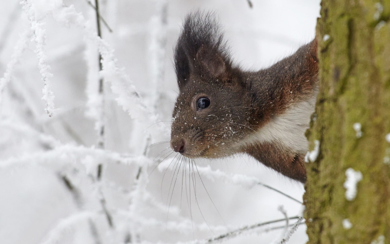 mammal, Squirrel, day, white, white color, animal wildlife, tree, one animal, winter, focus on foreground, snow, whisker, animals in the wild, 720P, close-up