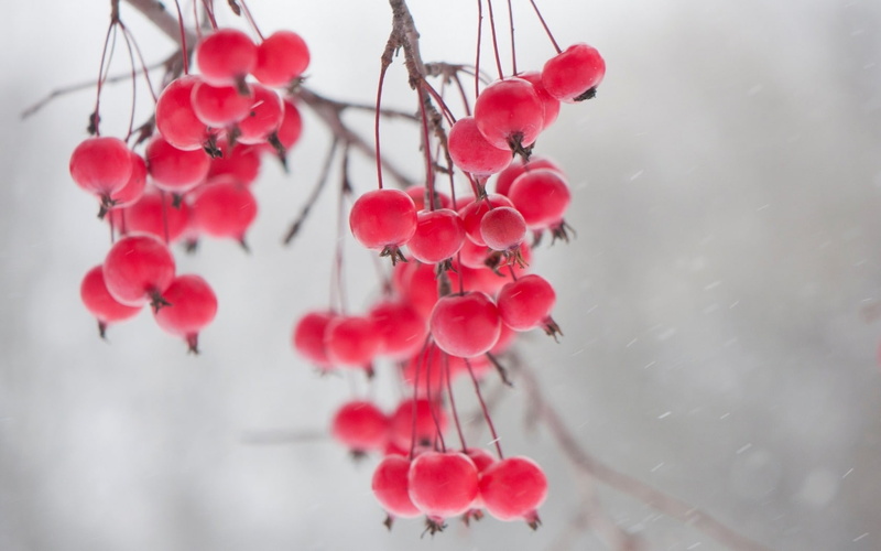 winter, close-up, berry, no people, Pink berries, fruit, red, 720P, nature, outdoors, pink, vulnerability, branch, tree, flowering plant, iarna, freshness