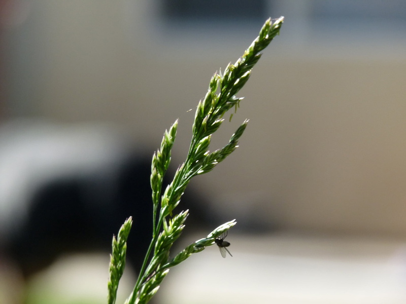 PHOTO, Fly, grass, joseph  vasquez, nature, com, green, lumix  fz28, KLVR, green plant, 720P, growth, close-up, Photography, plant, Joseph Vasquez