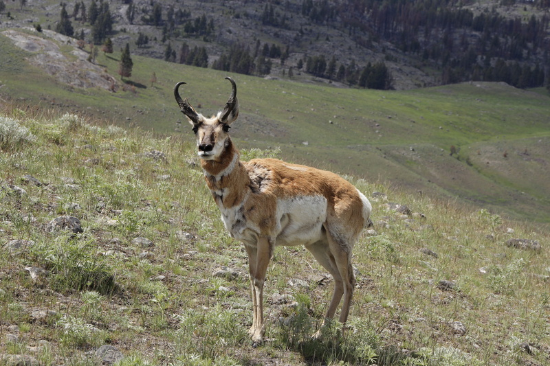 white, hoof, animal wildlife, land, beauty in nature, nature, grass, rock, fluffy, animal themes, 5K, gazelle, standing, lamar, pronghorn, antelope, national