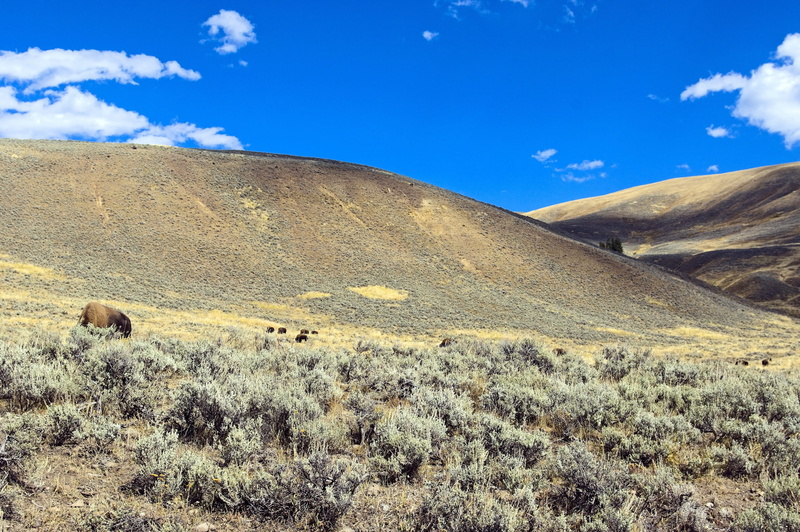 massive, wild, outdoors, scenics - nature, beauty in nature, mountain range, mammal, wyoming, yellowstone, plant, bison, blue, semi-arid, prairie, herbivore