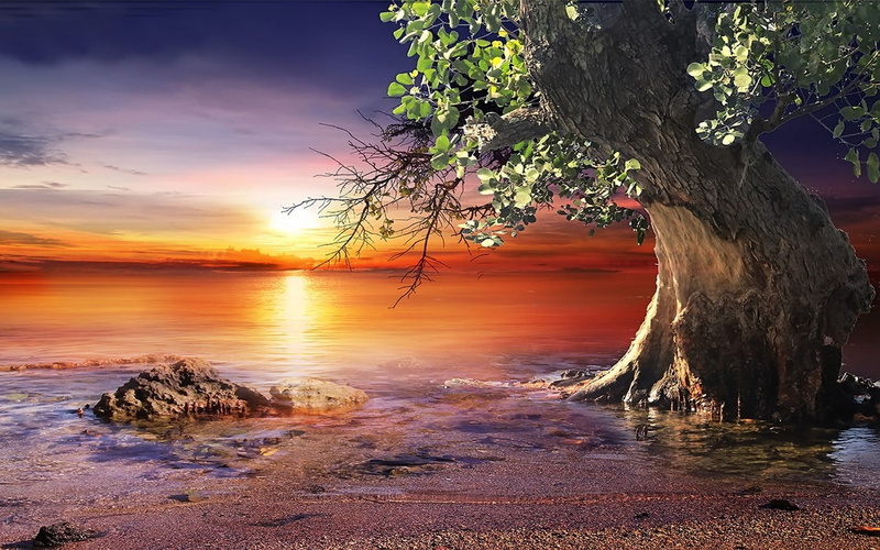 sun, horizon over water, beauty in nature, plant, outdoors, tree, trunk, water, colorful, landscape, sunlight, sunset, sea, seashore, orange color, land