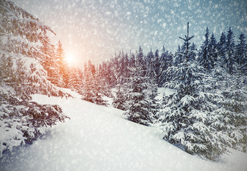 Sunlight, Forest, Snowfall, 5K, 5K, Winter