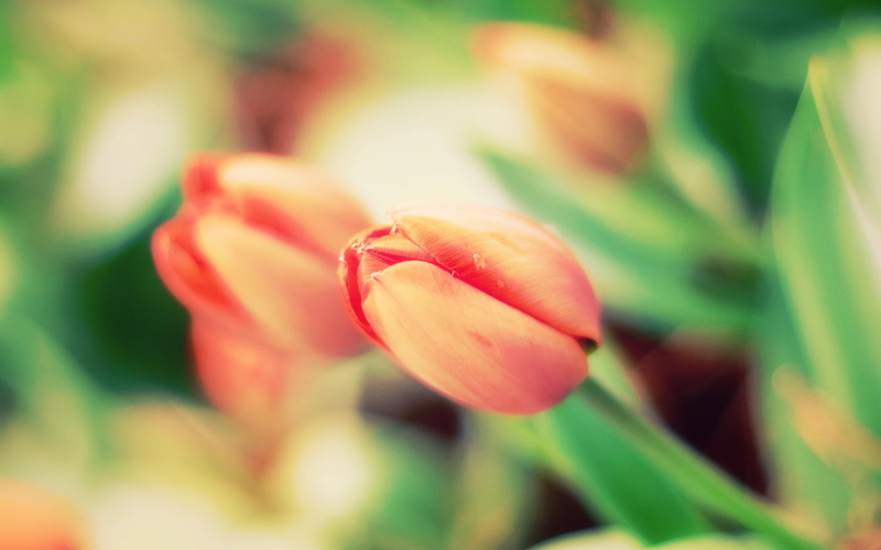 green, color, 2K, 3d and abstract, orange, nature, tulips, flowers, fragile, micro, pact