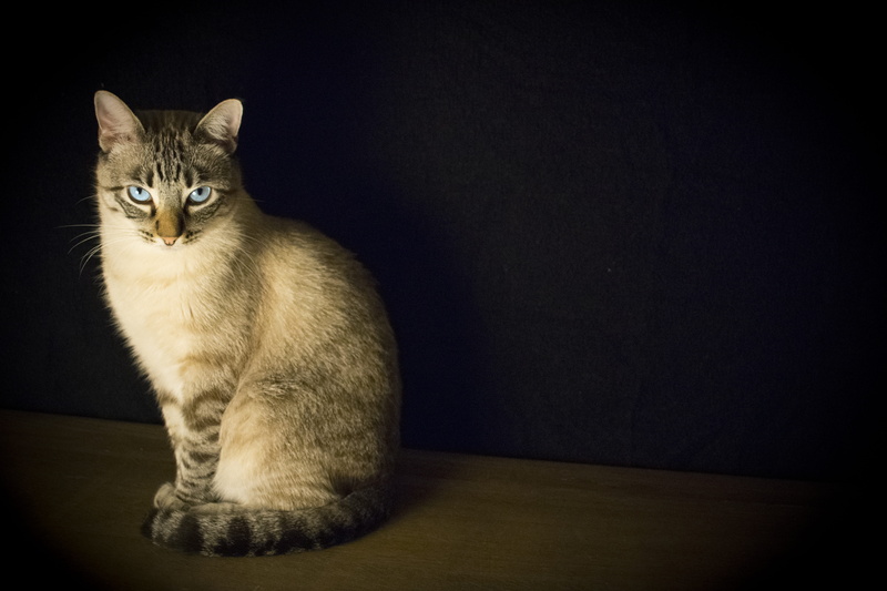 cute, dark, brown, tabby, looking at camera, young Animal, relaxation, mammal, animal, cat, blue eyes, fur, kitten, whisker, animal eye, domestic, no people