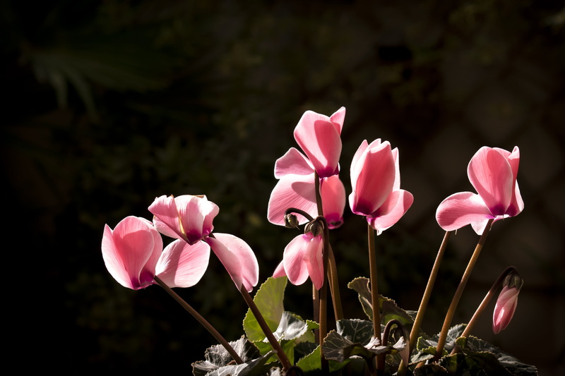 vulnerability, 5K, flowers, nature, flowerpot, flower head, freshness, petal, melancholy, autumn, no people, flower, pink, plants, pink color, pact, inflorescence